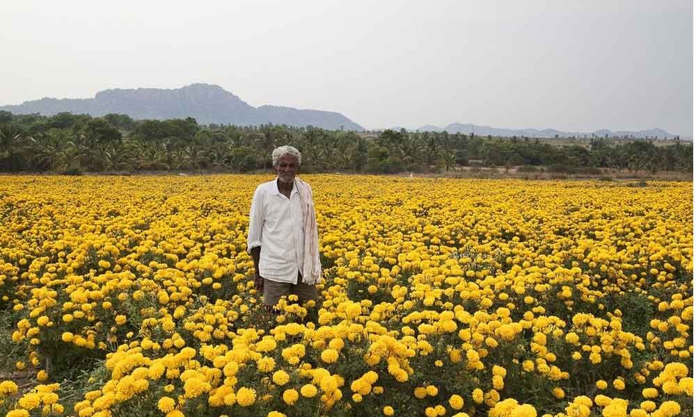 floriculture-the-way-forward