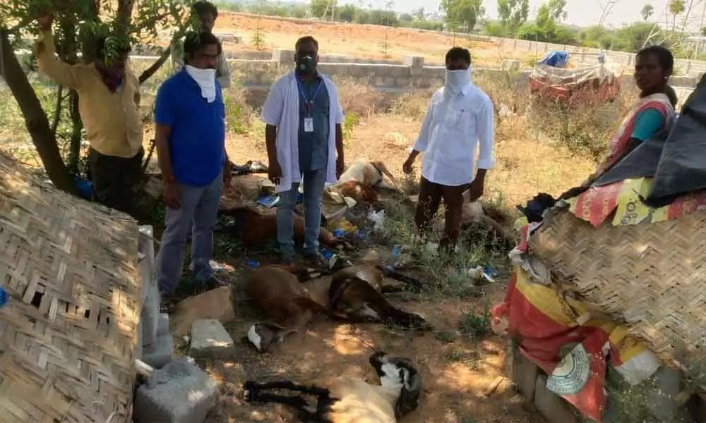 20 sheep died after consuming toxic grass in a field near Yadangiripalli village in Keesara