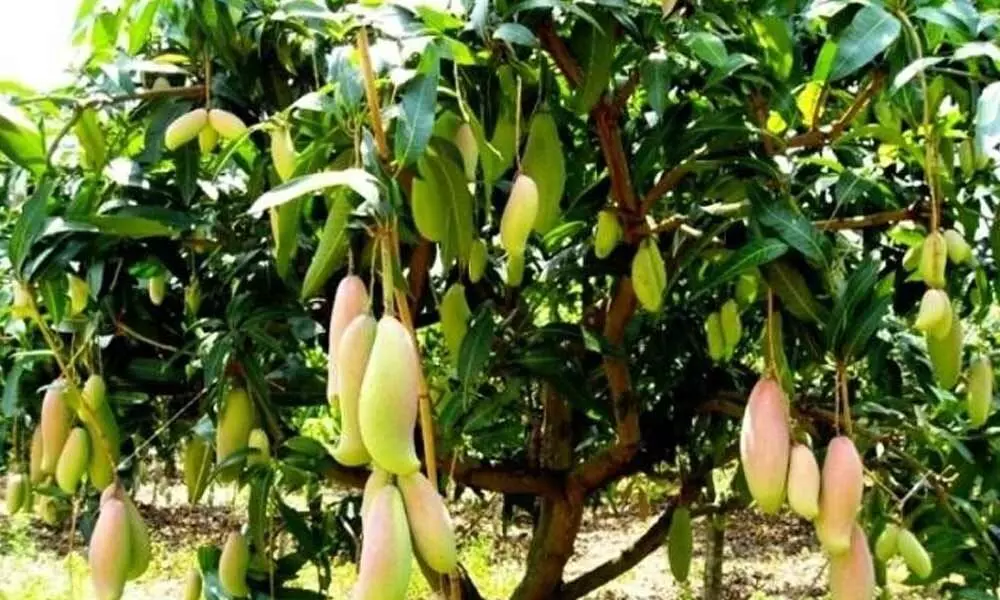 Kadapa: Mango farmers heave a sigh of relief