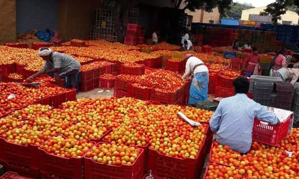 Tirupati: Tomato growers set to reap rich benefits