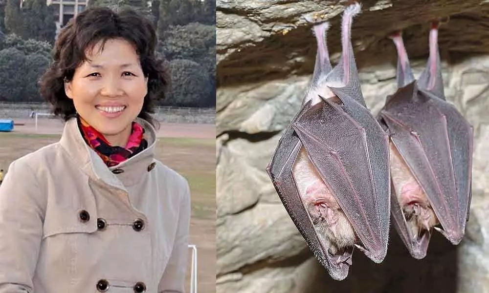 China hushed up findings of Bat Woman scientist who unlocked Coronas genetic make-up