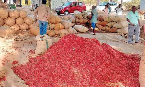 Guntur: Farmers in quandary as Mirchi Yard shuttered
