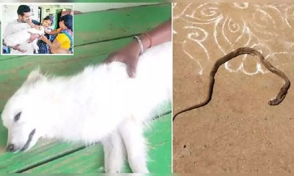 Dog saves owners life in Cobra attack, died due to snakebite in Khammam district