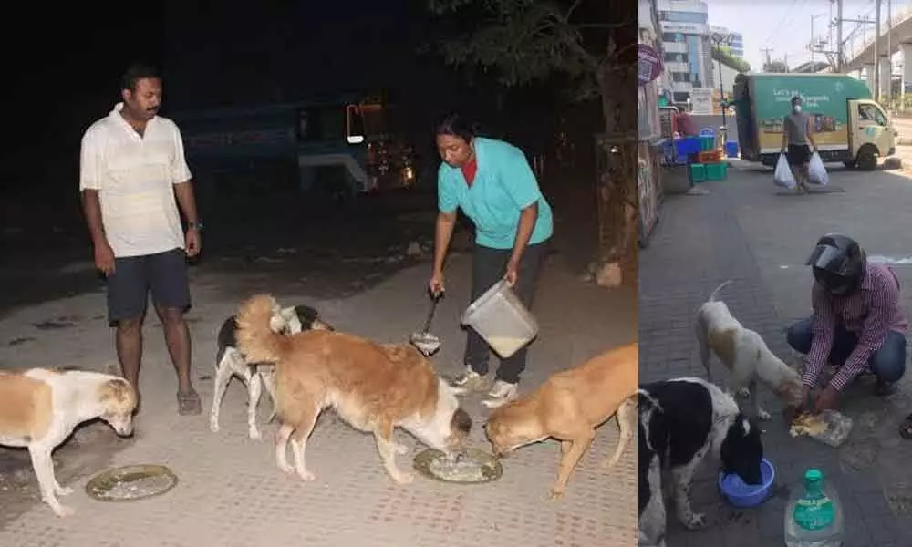 Hyderabad: Stray Animals suffer during the lockdown