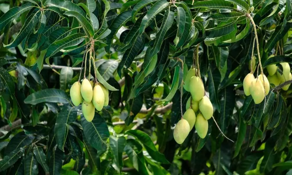 Mango farmers seek purchase centres at Jagtial