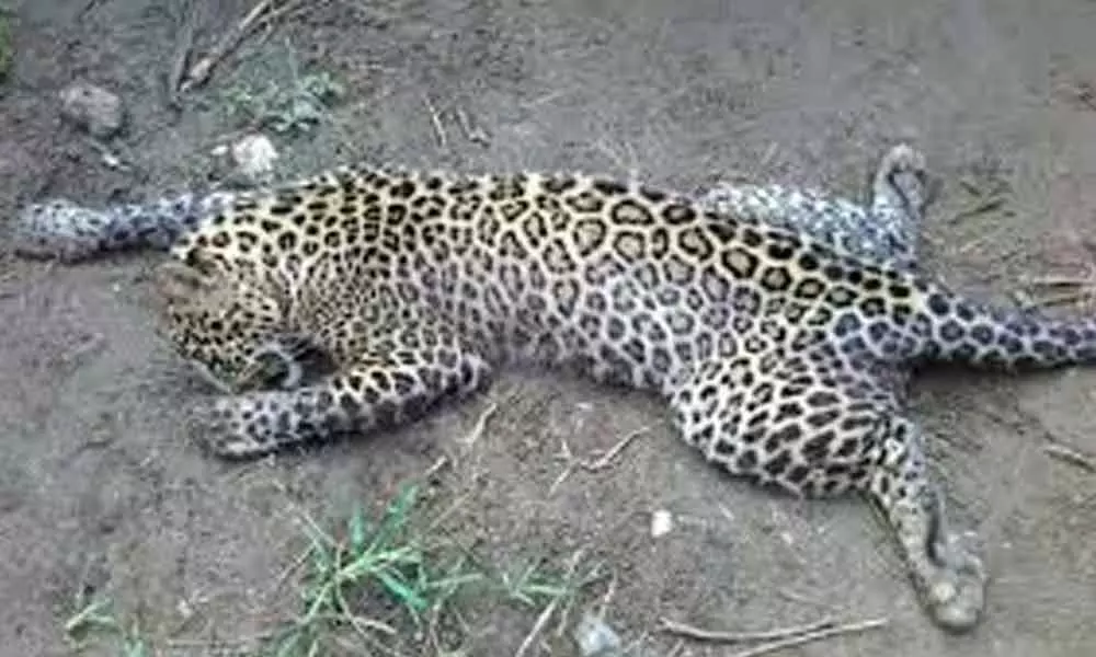 Leopard killed in Uttar Pradesh