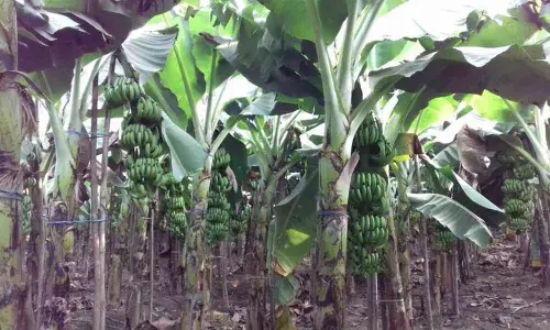 Kakinada: Banana farmers hit hard due to lockdown