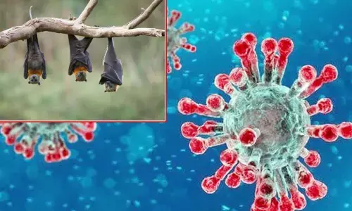 Scientists discover six new coronaviruses in bats