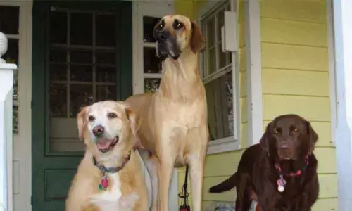 Hyderabad: 2 residents warned to get rid of their pets by blindly believing in rumours about Covid-19