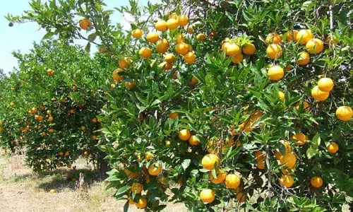 Lockdown hits hard mosambi farmers