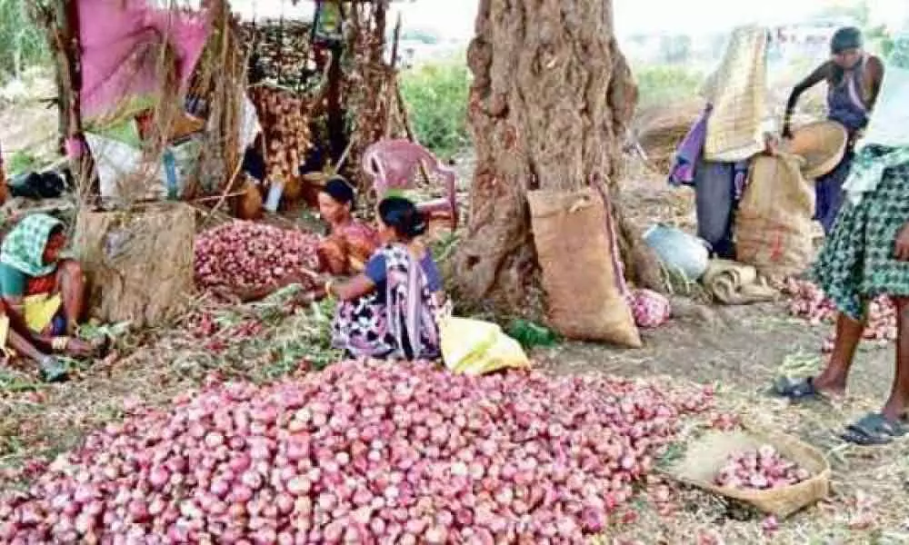 Gadwal: Onion farmers seek procurement centres in villages