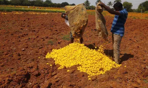 Tirupati: Floriculture wilts as sales, exports come to a halt
