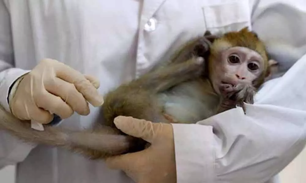 Experimental coronavirus drug remdesivir effective in monkeys: Study