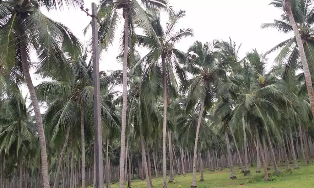 Srikakulam: Coconut farmers, traders in deep crisis
