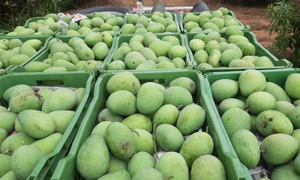 Khammam District admin purchases mangoes from farmers