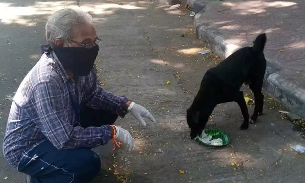 Starving strays in mass migration into Hyderabad