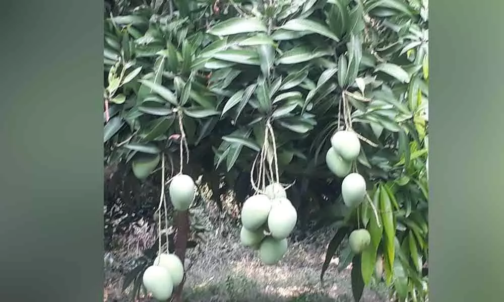 Vijayawada: Lockdown leaves mango farmers in distress