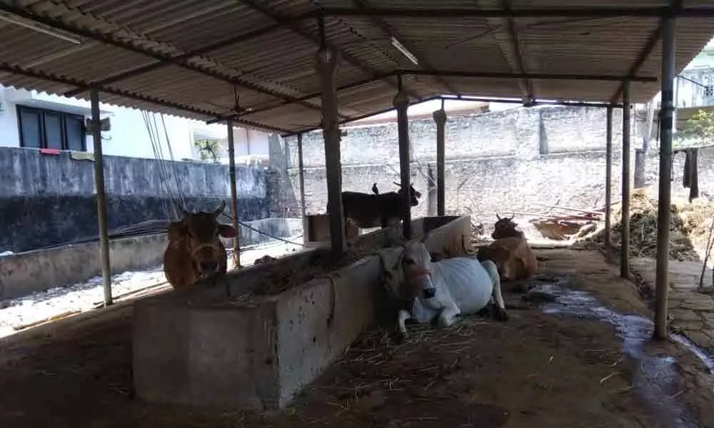 Lockdown: Cows left hungry at gosalas in East Godavari district