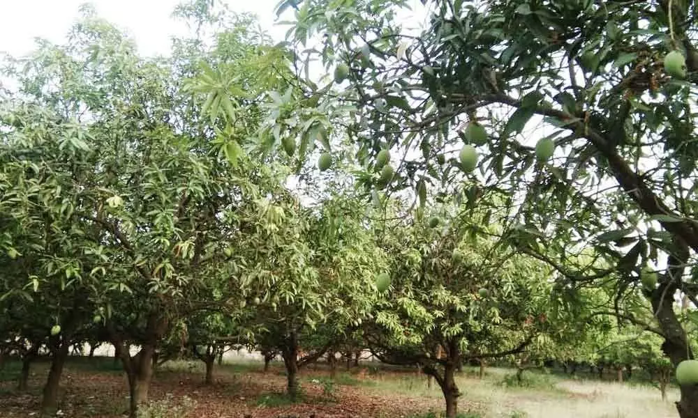 Warangal: Climate, corona shatter mango ryots dreams
