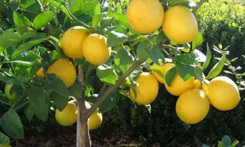 Anantapur: Labour scarcity, fall in prices add to farmers distress