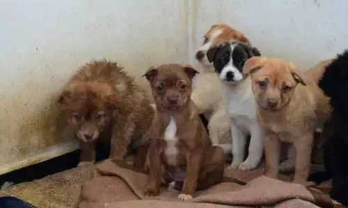 Pet lovers abandon their loved ones due to coronavirus fear