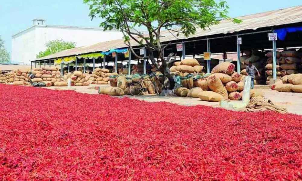 Guntur Chilli Market is in Red Zone, farmers, traders and workers in distress