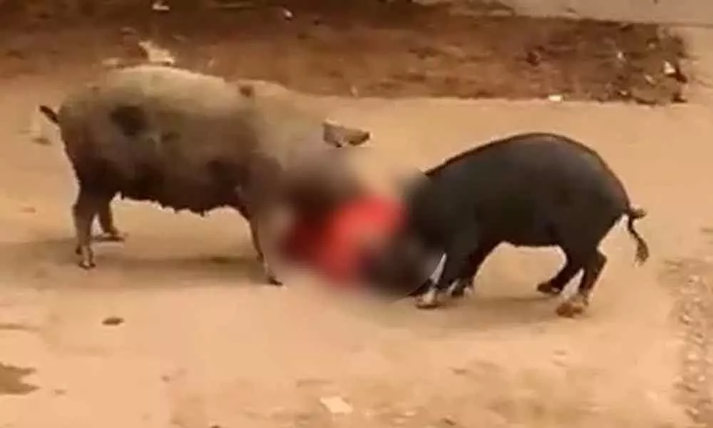 4-year-old boy attacked by pigs in Hyderabad, dies