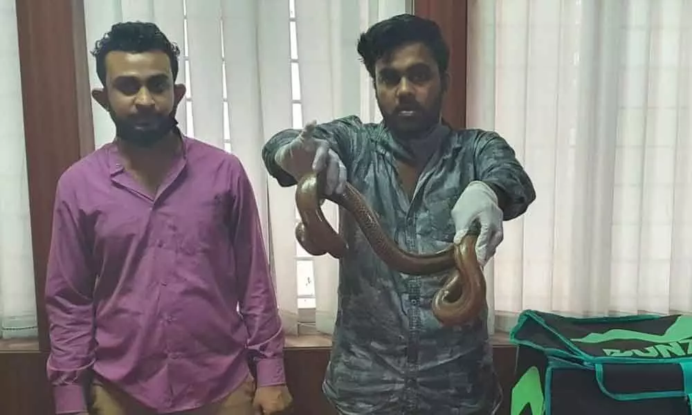 Two held for selling two-headed snake during lockdown in Bengaluru