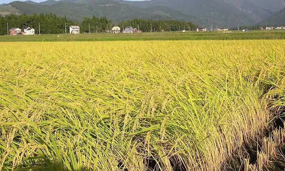 Nellore: Government mulls spot buying of paddy