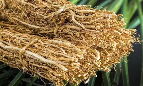 Kadapa: Unable to collect Vativer, tribals face threat of losing livelihood