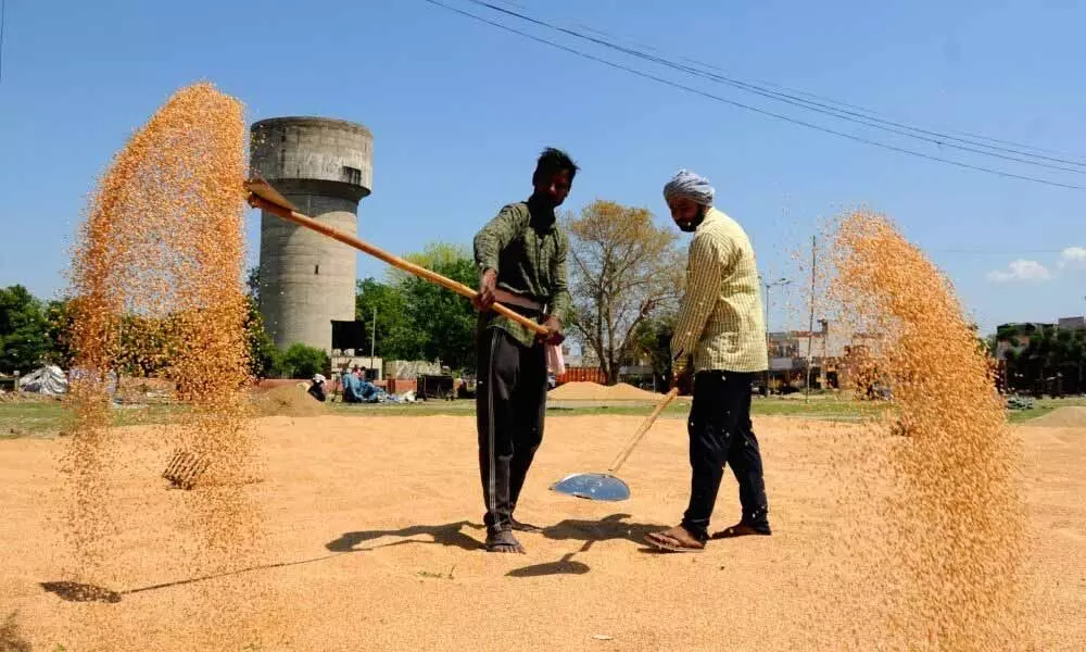 Wheat harvesting in full swing in Punjab, Haryana, near to finish elsewhere
