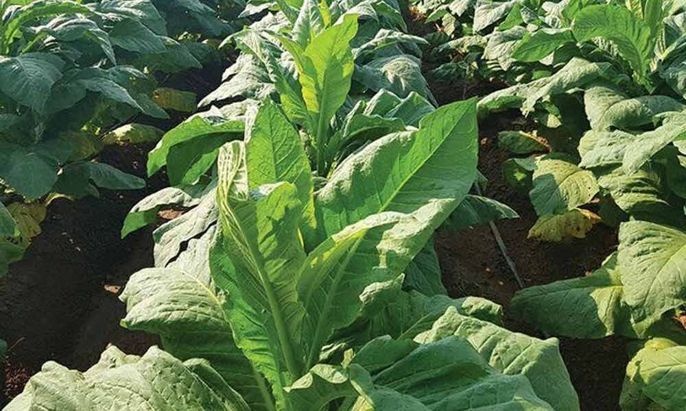 Guntur: Tobacco Board to resume auctions from tomorrow