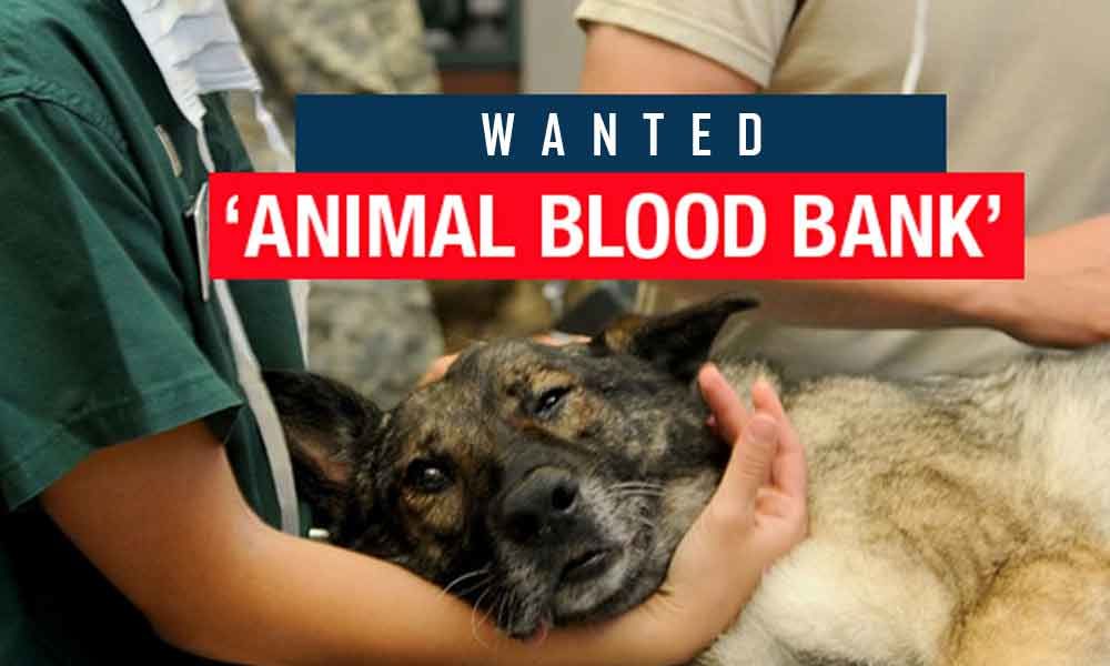 Wanted: Blood banks for pets in Hyderabad city