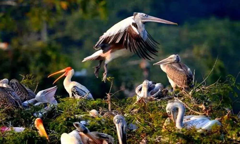 Anantapur: Siberian Birds winged visitors present a feast to eyes in Veerapuram