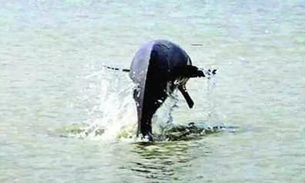 Dolphins in Meerut stuns citizens