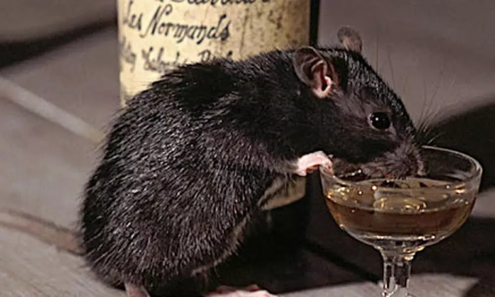 Ongole: Drunkard rats empty 78 bottles of alcohol