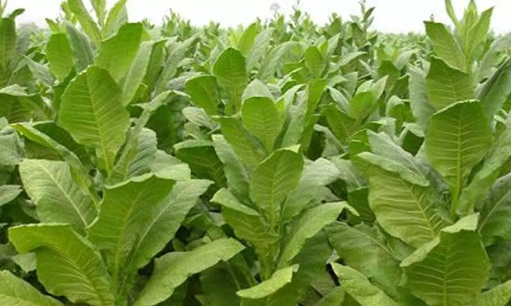Andhra Pradesh: Tobacco Board for cut in cultivation