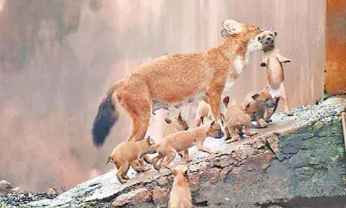 Visakhapatnam: Zoo gears up to keep animals cool