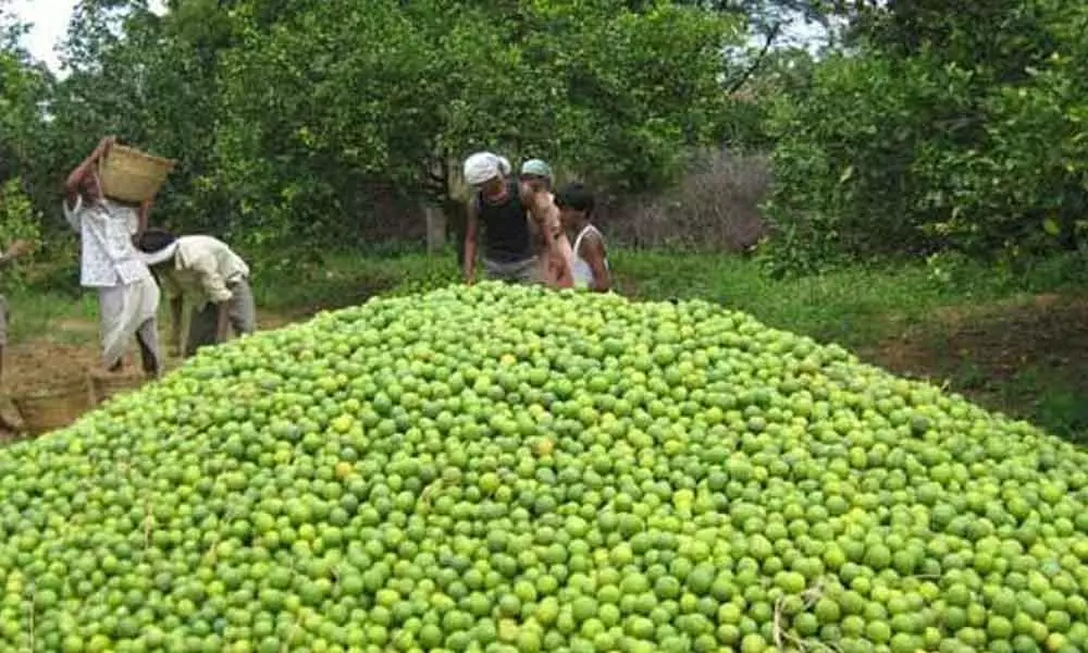 Sweet lime farmers incur loss of about 500 crore in Anantapur
