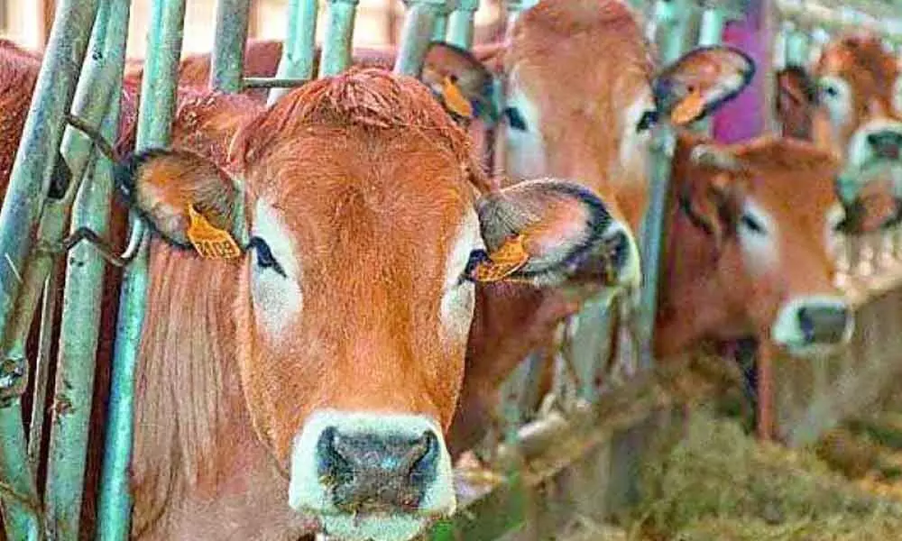 Hyderabad: Gowshalas face difficulty in getting fodder
