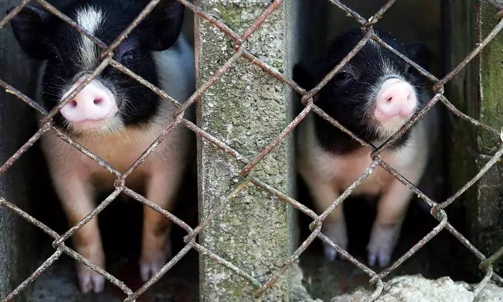 Piglets From UK For Northeast States Quarantined in Delhi in Wake of African Swine Fever Scare