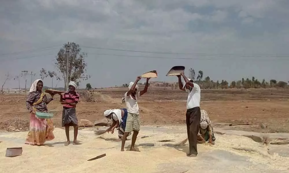 Mahbubnagar: Meagre returns leave paddy farmers heartbroken