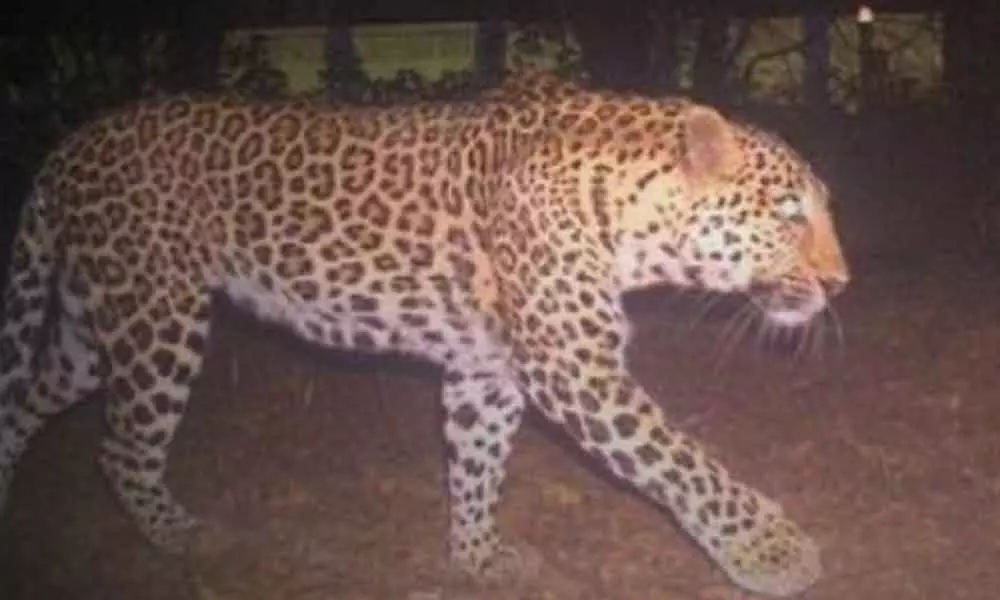 Leopard continues to elude traps