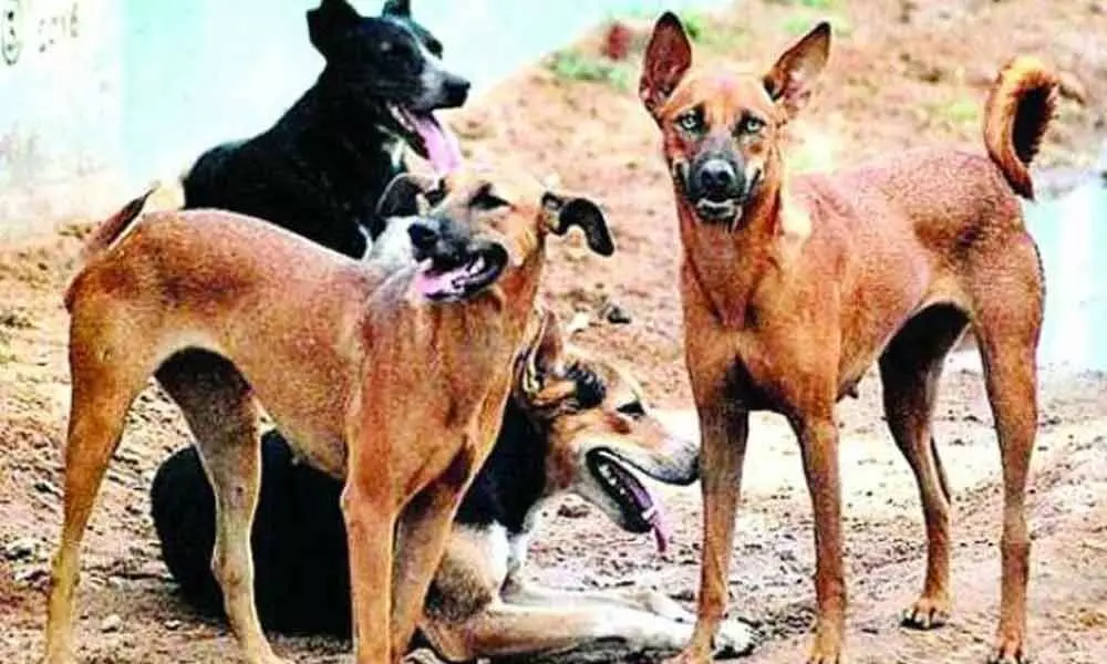 Guntur: Stray dogs maul 3-yr-old to death