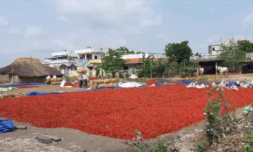 Urban unemployed daily wage workers depending on rural agriculture, lockdown effect