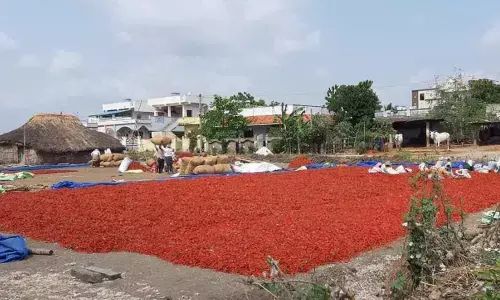 Amaravati: Urban workers migrating to villages in search of livelihood