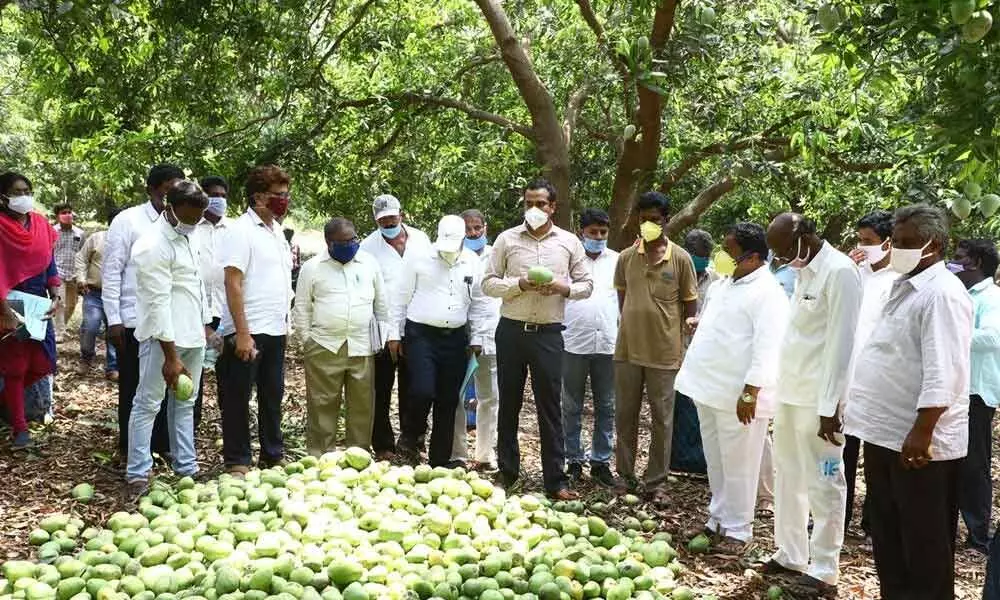 Khammam: Officials told to assess damage to fruit plantations