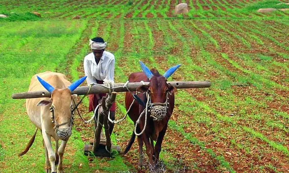 Srikakulam: Fillip to farming activity after 42 days of lockdown
