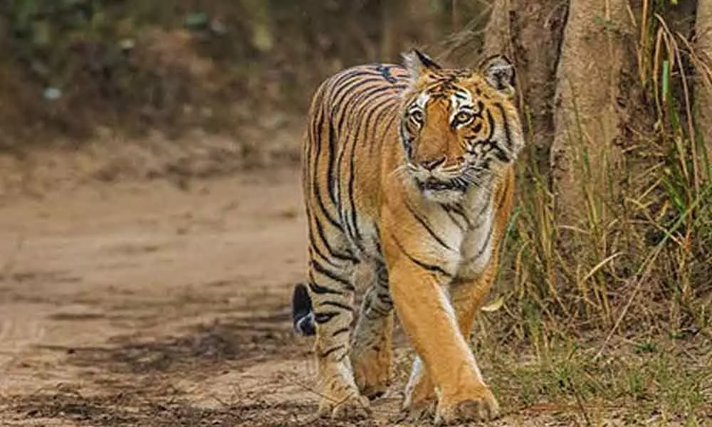 Tiger injures 5 in a series of attacks in UP district