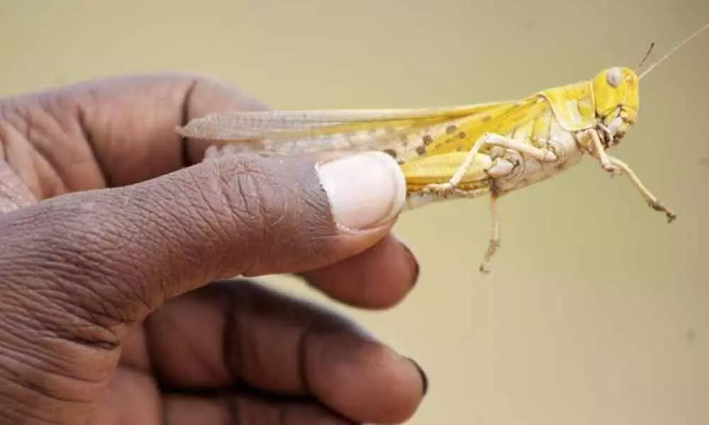 Amid COVID-19 outbreak, Pakistan government prepares to tackle locust crisis
